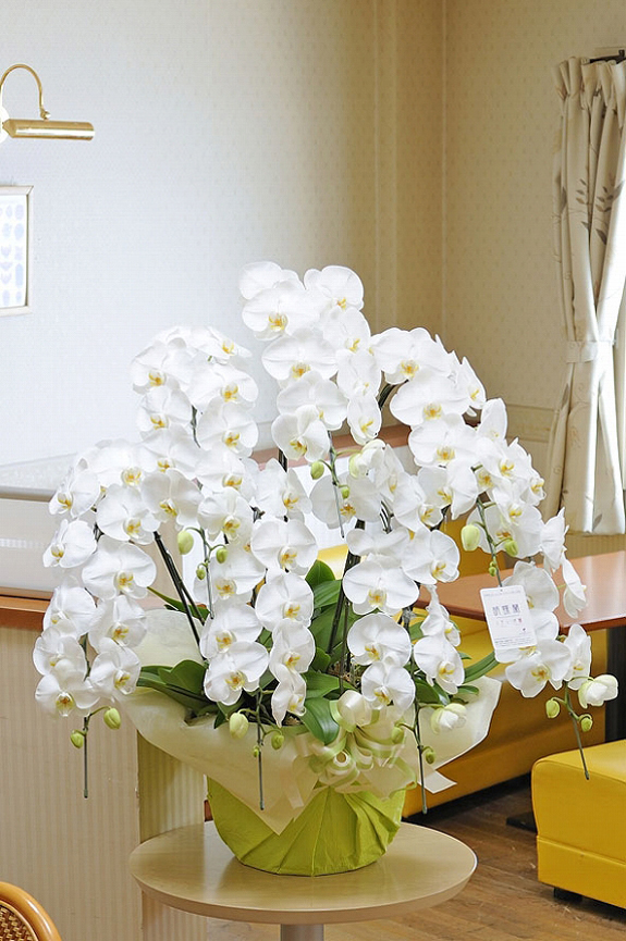 高級胡蝶蘭7本立（白）7万コース（84～100輪程度） ｜ 祝い花と供花の